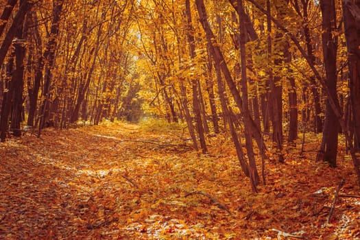 Sunset in the autumn forest