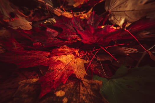 Colorful and bright background made of fallen autumn leaves