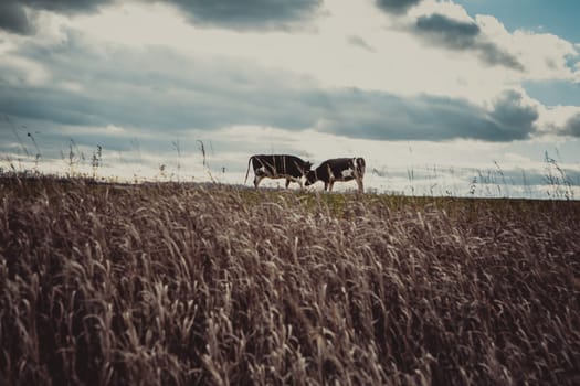 Cows on the meadow in autumn time