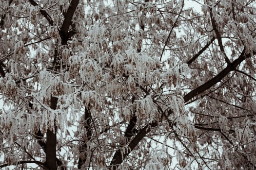 Frosted trees