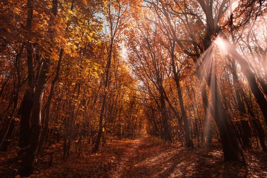 Pathway in the autumn forest