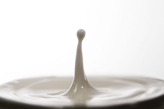 pouring milk in a glass isolated against white background