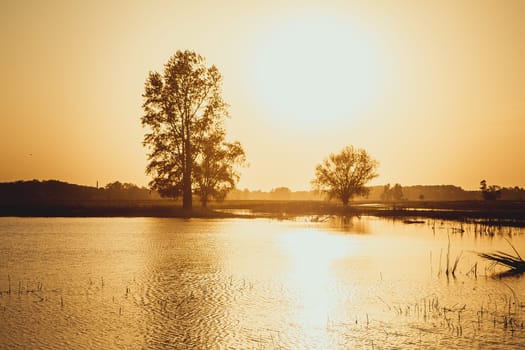 Beautiful sunset over the forest lake