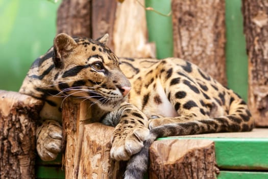 Close-up of an Ocelot - Leopardus pardalis - on a branch. The wild cat staring away from the camera. High quality photo