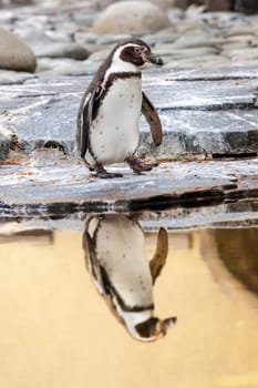 Penguin walking on rocky seashore with reflection on water, Czech Republic