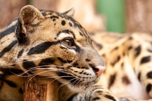 Close-up of an Ocelot - Leopardus pardalis - on a branch. The wild cat staring away from the camera. High quality photo