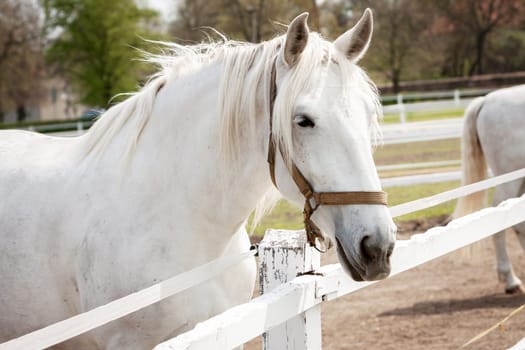 Old Kladruby white horse in Czech Republic