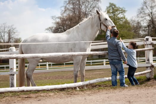 White horse with boys and soft touch, Czech Republic