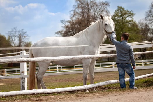 White horses with boy and soft touch. Czech Republic