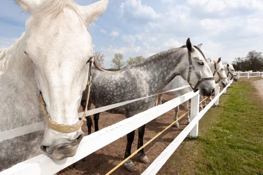 Old Kladruby white horse in Czech Republic