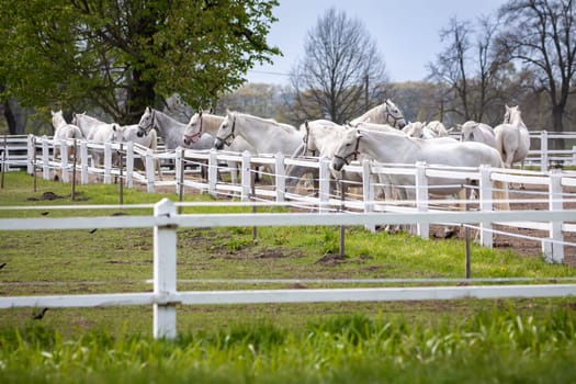 Old Kladruby white horse in Czech Republic - herd of white horses in the corral