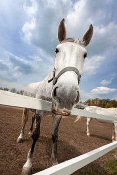 Old Kladruby white horse in Czech Republic