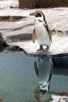 Penguin standing on rocky seashore with reflection on water. Czech Republic