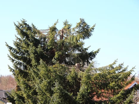 A large green pine tree that has been pollarded. Rooftops of houses can be seen in the background.