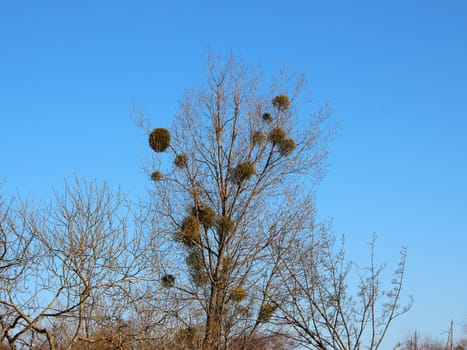 A collection of bare trees in the autumn season, with one tree in the center covered in mistletoe growths.