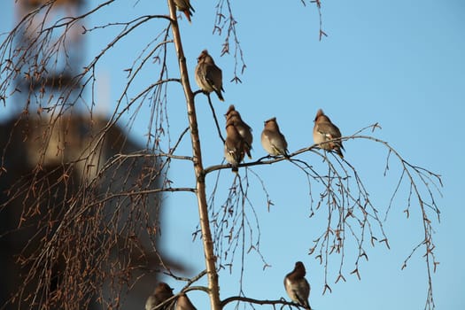 waxwing songbird on its head with a tufted