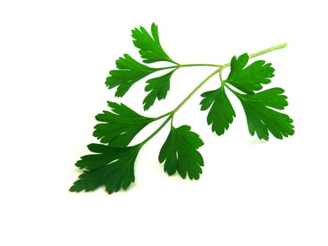 fresh parsley leaves isolated over white background