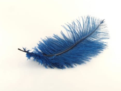 Isolated blue feather
