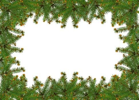 frame of pine branches over white