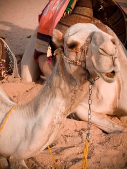 Egyptian camel in a desert