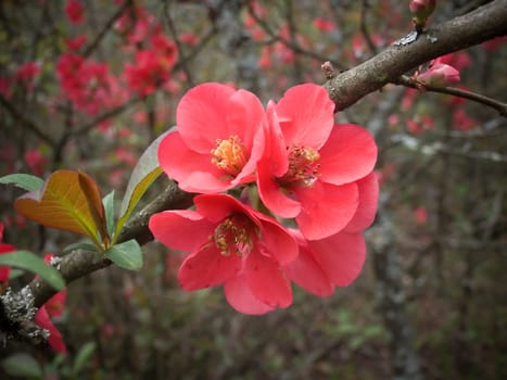 pink blossoms
