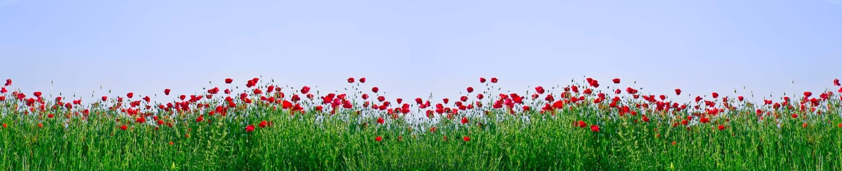 red poppies on green field as a frame