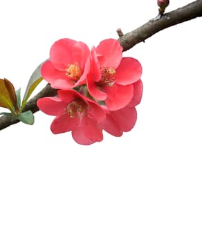 pink blossoms isolated over white