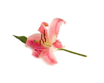 beautiful pink lily isolated over white