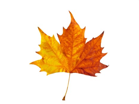 Vivid maple leaf isolated over white background