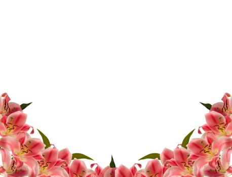 Floral frame of lily flower over white