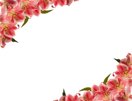 Floral frame of lily flower over white