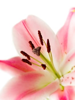 closeup of beautiful pink lily over white