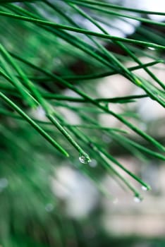 closeup of pine needles with raindrops