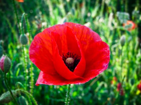 closeup od red poppy