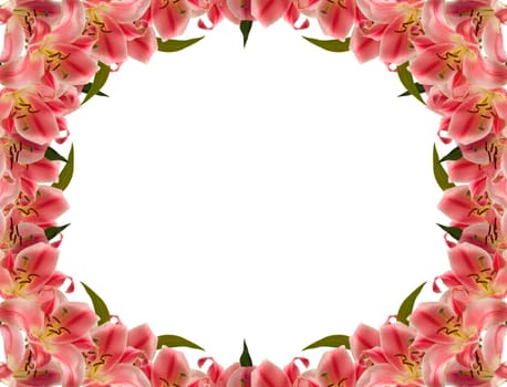 Floral frame of lily flower over white