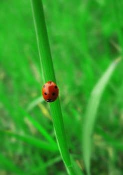 ladybird sitting on the fresh green grass