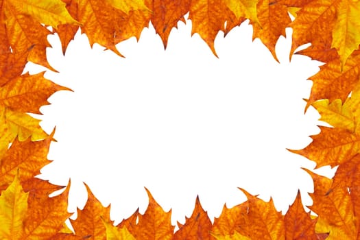 autumun frame of maple leaves