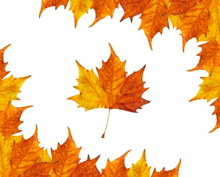 autumun frame of maple leaves