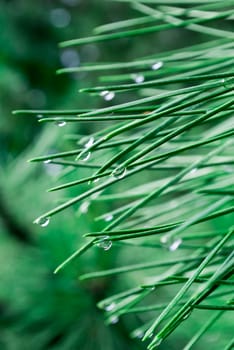 closeup of pine needles with raindrops