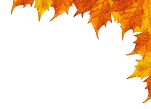 autumun frame of maple leaves