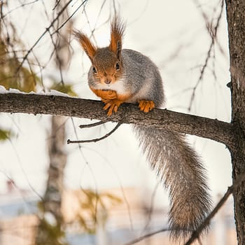 A cute little red squirrel sits on a tree branch in winter. Animals in their natural environment.
