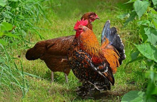 two chickens
