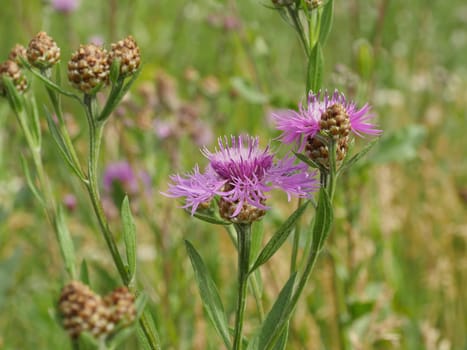 fluffy blooming wildflower cornflowers green meadow