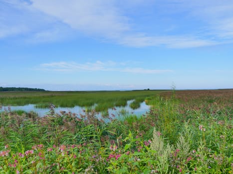 flowering flooded meadows, the lake is overgrown with dense reeds summer landscape