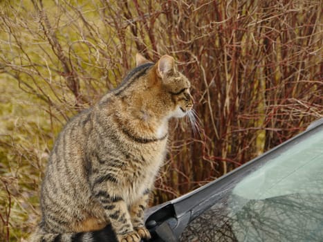 tabby cat sits on the hood of the car and looks around close-up, autumn