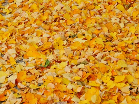 yellow leaves falling, autumn leaf fall, carpet of yellow leaves