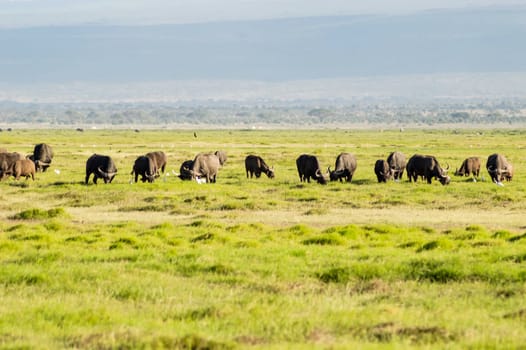 African buffalo - Syncerus caffer, member of the African big five of Amboseli National Park in Kenya.