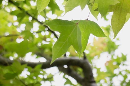 Maple leaves tree in summer, stoc phoho