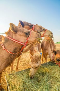Of the Arabian desert camel (United Arab Emirates). Shooting Location: Dubai
