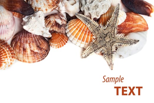 Frame made of various seashells and starfish